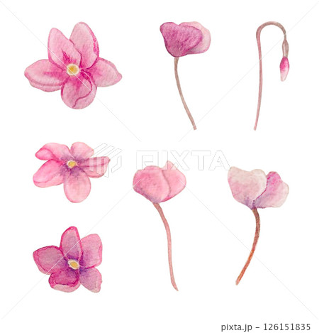 pink flower set watercolor 126151835