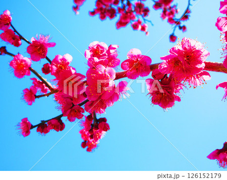 紅梅と青空の風景 126152179