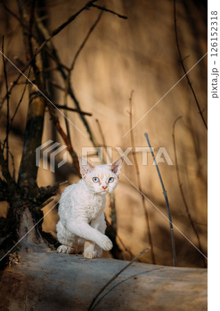 Sweet Devon Rex Cat Funny Curious Young White Devon Rex Kitten In Autumn Forest. Happy Pets Concept. Short-haired Cat Of English Breed. Very Small Lovely Pets Lovely Cats Sweet Devon Rex Cat Funny Curious Young White Devon Rex Kitten In Autumn Forest. Happy Pets Concept. Short-haired Cat Of English Breed. Very Small Lovely Pets Lovely Cats 126152318
