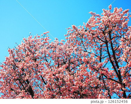 早咲き桜と青空の風景 早咲き桜と青空の風景 126152456
