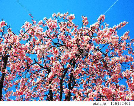 早咲き桜と青空の風景 126152461