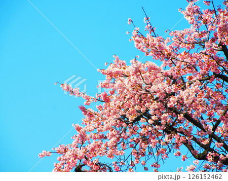 早咲き桜と青空の風景 126152462