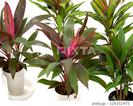 クロトン 126152475