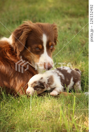 A mother dog is laying down next to her puppy 126152492