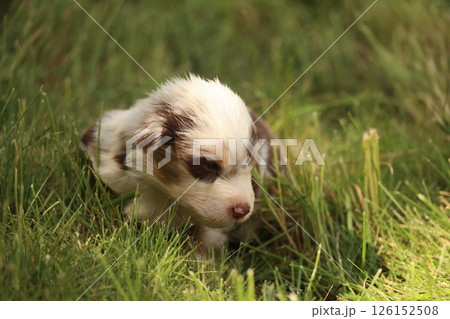 A small dog is laying in the grass 126152508