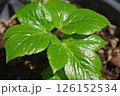 明日葉 126152534