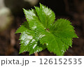 明日葉 126152535