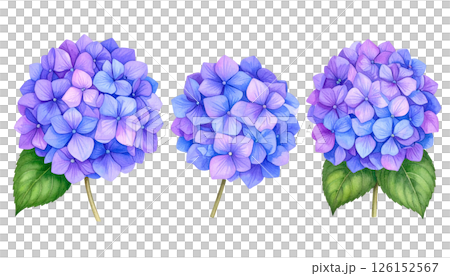 Vivid blue-purple hydrangea illustration, June, rainy season image watercolor texture material Vivid blue-purple hydrangea illustration, June, rainy season image watercolor texture material 126152567
