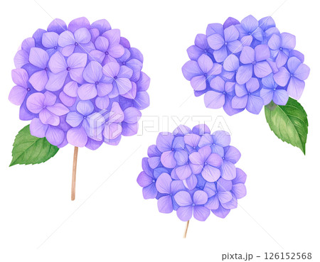 紫陽花の花のイラスト素材(紫色) 紫陽花の花のイラスト素材(紫色) 126152568