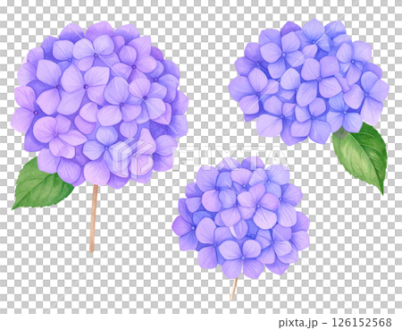 紫陽花の花のイラスト素材(紫色) 紫陽花の花のイラスト素材(紫色) 126152568