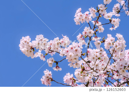 桜の開花イメージ 126152603