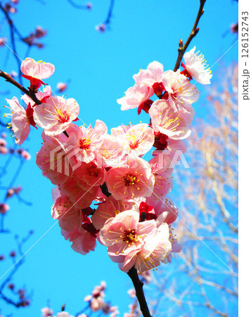 早咲きの桜の花の風景 早咲きの桜の花の風景 126152743