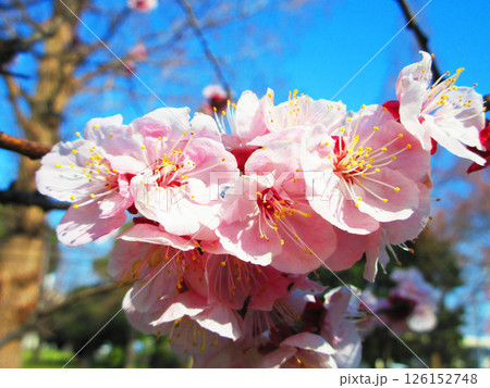 早咲きの桜の花の風景 126152748