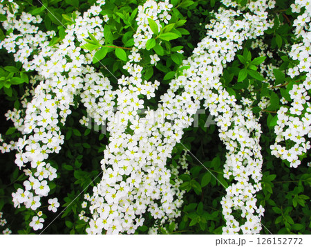 満開のユキヤナギの花の風景 満開のユキヤナギの花の風景 126152772