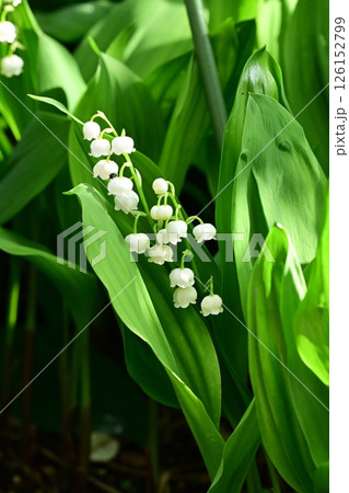 スズラン 126152799