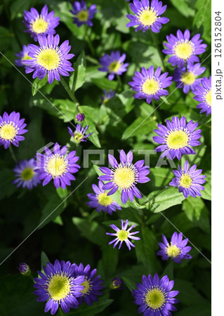 ミヤコワスレ 126152804