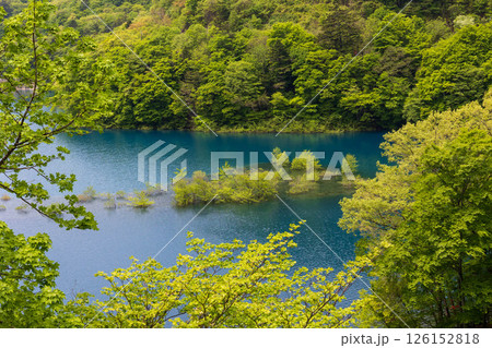 初夏の奥四万湖　水中林の新緑 126152818