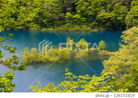 初夏の奥四万湖 水中林の新緑 初夏の奥四万湖 水中林の新緑 126152819