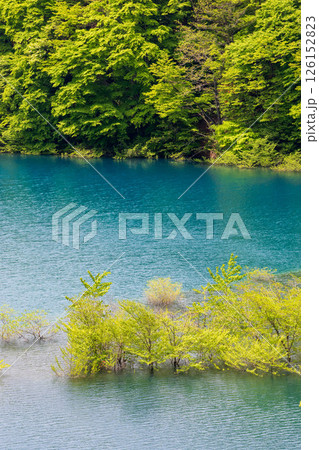 初夏の奥四万湖 水中林の新緑 初夏の奥四万湖 水中林の新緑 126152823