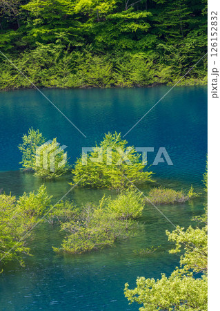 初夏の奥四万湖　水中林の新緑 126152832
