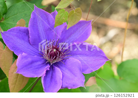 クレマチス クレマチス 126152921