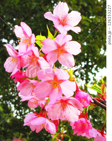 満開のシュゼンジカンザクラの風景 126153227