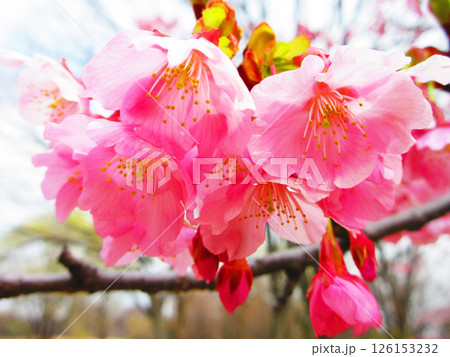 満開のシュゼンジカンザクラの風景 126153232