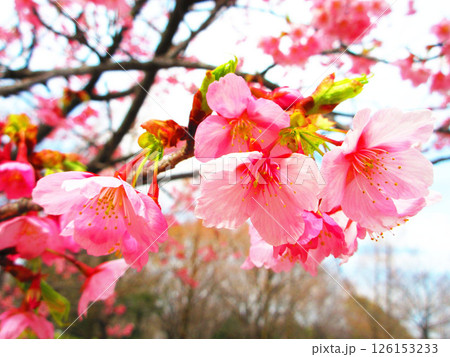 満開のシュゼンジカンザクラの風景 126153233
