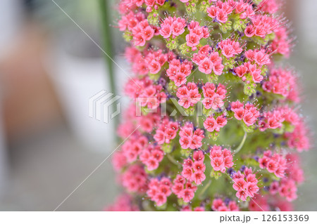 エキウム ウィルドプレッティ 花 小さい花 宝石の塔 イメージ 126153369