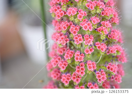 エキウム ウィルドプレッティ 花 小さい花 宝石の塔 イメージ 126153375