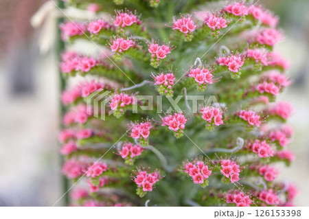 エキウム ウィルドプレッティ 花 小さい花 宝石の塔 イメージ エキウム ウィルドプレッティ 花 小さい花 宝石の塔 イメージ 126153398