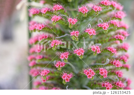 エキウム ウィルドプレッティ 花 小さい花 宝石の塔 イメージ 126153425