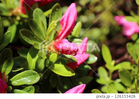 ツツジの蕾、開花を告げる日 ツツジの蕾、開花を告げる日 126153426