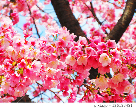 早咲き桜の美しい風景 早咲き桜の美しい風景 126153451