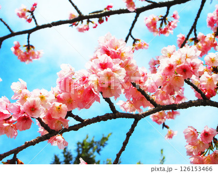 早咲き桜の美しい風景 126153466