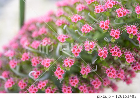 エキウム ウィルドプレッティ 花 小さい花 宝石の塔 イメージ 126153485
