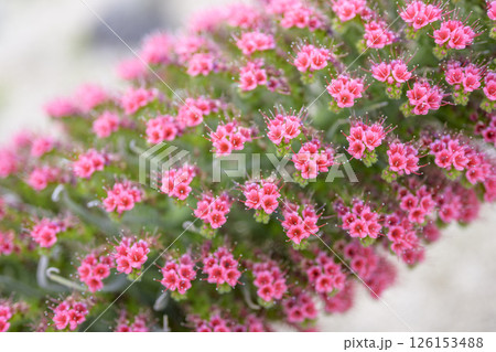 エキウム ウィルドプレッティ 花 小さい花 宝石の塔 イメージ 126153488