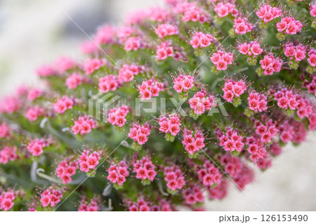 エキウム ウィルドプレッティ 花 小さい花 宝石の塔 イメージ 126153490