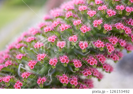 エキウム ウィルドプレッティ 花 小さい花 宝石の塔 イメージ 126153492