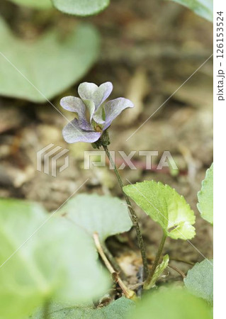 タチツボスミレ タチツボスミレ 126153524
