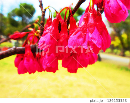 満開のカンヒザクラの花の風景 満開のカンヒザクラの花の風景 126153528