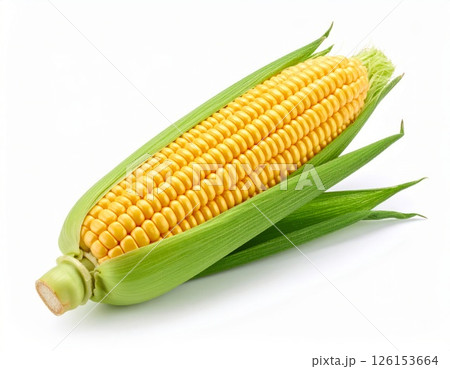 Fresh yellow corn over white background 126153664