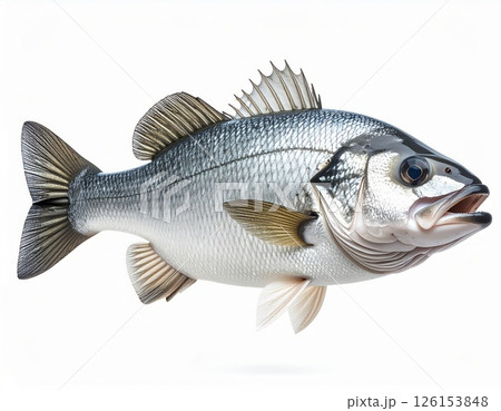 Fish close view on white background 126153848