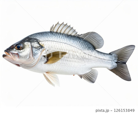 Fish close view on white background 126153849