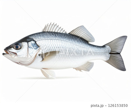 Fish close view on white background 126153850