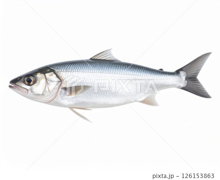 Fish close view on white background 126153863