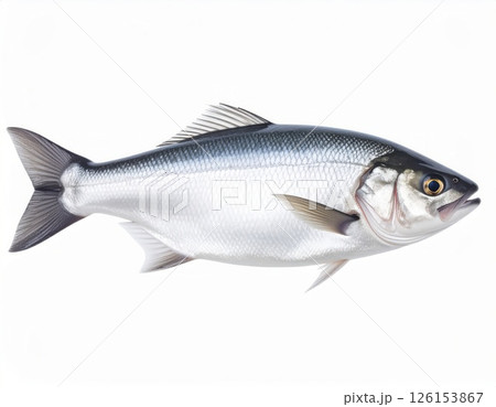 Fish close view on white background Fish close view on white background 126153867