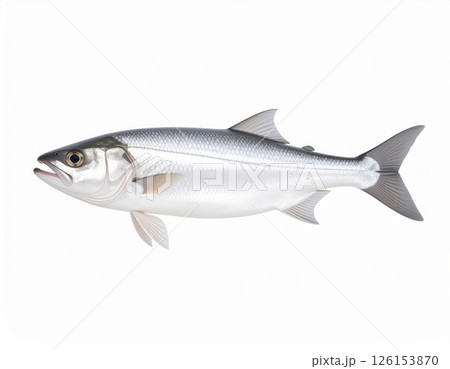Fish close view on white background Fish close view on white background 126153870