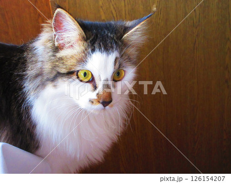 かわいい三毛猫（縞三毛猫）の姿 126154207