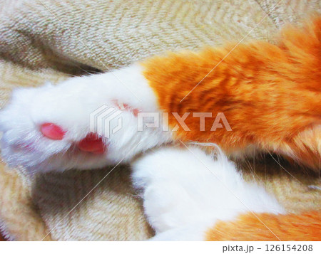かわいい三毛猫(縞三毛猫)の姿 かわいい三毛猫(縞三毛猫)の姿 126154208